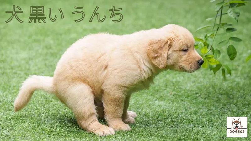 犬 黒い うんち