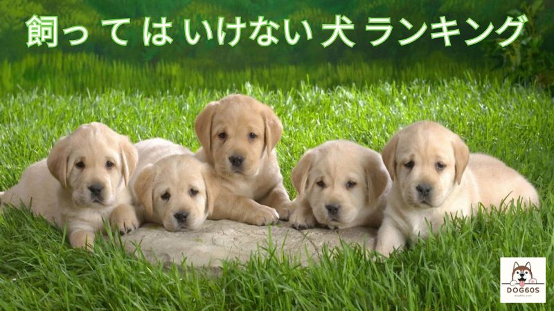 飼っ て は いけない 犬 ランキング