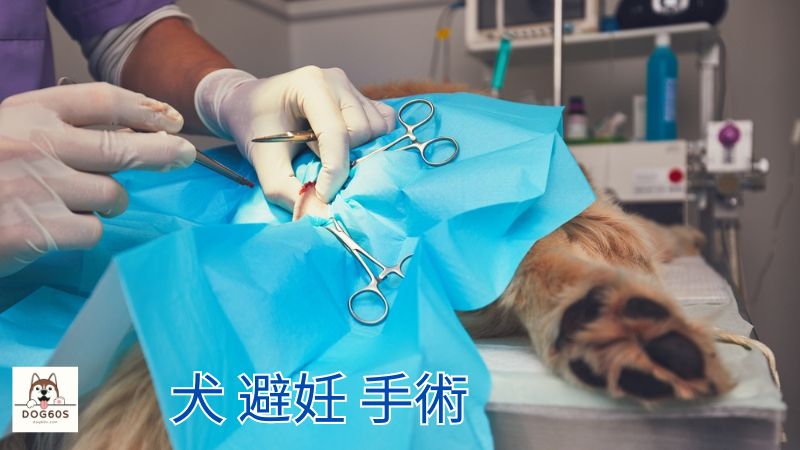 犬 避妊 手術