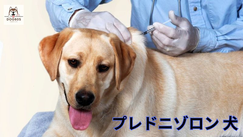 プレドニゾロン 犬