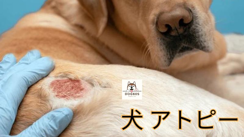 犬 アトピー