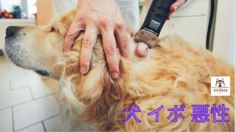 犬 イボ 悪性