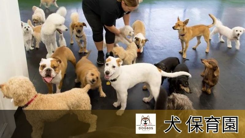 犬 保育園