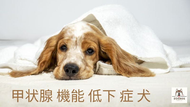 甲状腺 機能 低下 症 犬