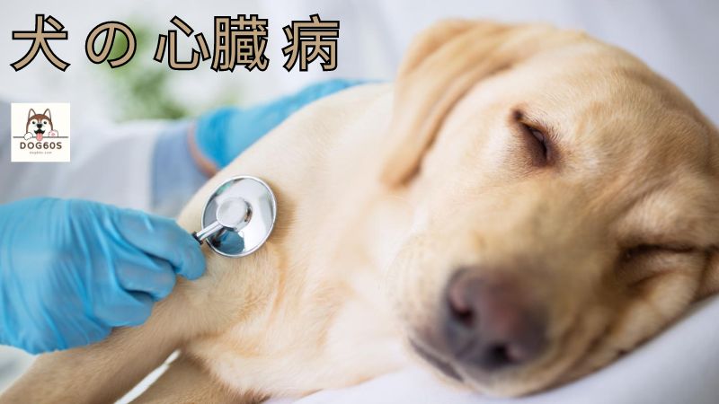 犬 の 心臓 病：症状、診断、治療法と予防