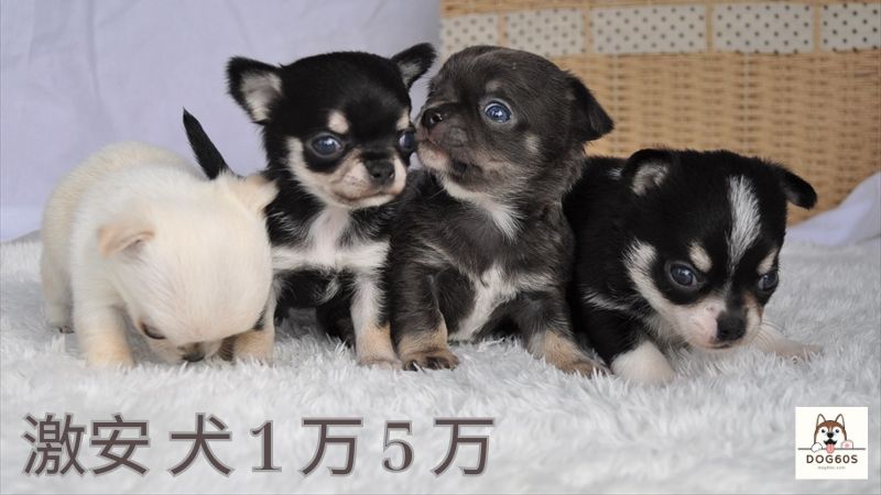 激安 犬 1 万 5 万