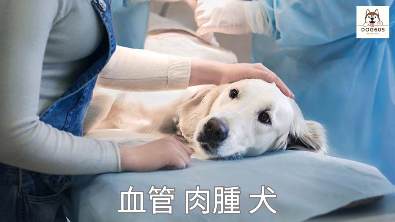 血管 肉腫 犬