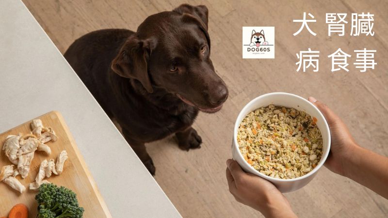 犬 腎臓 病 食事