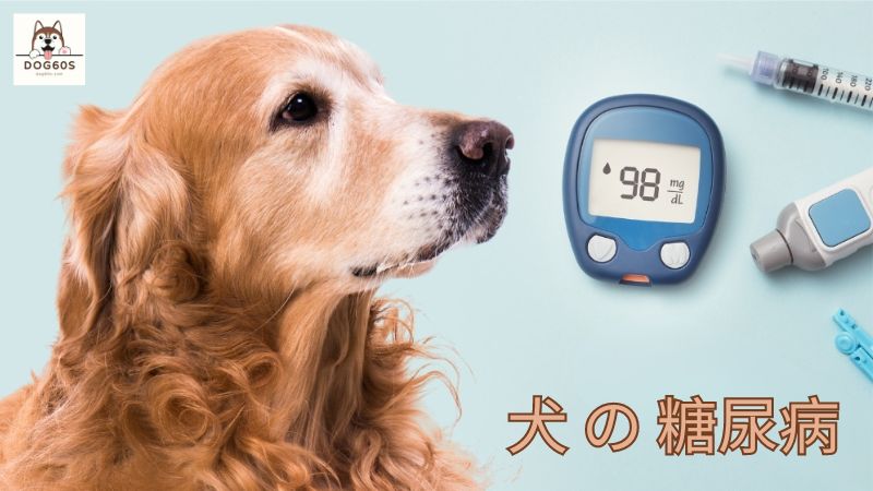 犬 の 糖尿病