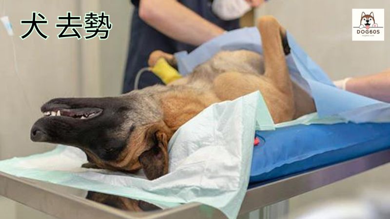 犬 去勢 し なけれ ば よかった