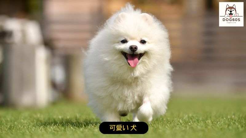 可愛い 犬